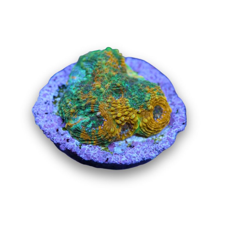 Acanthastrea echinata 'Rainbow'