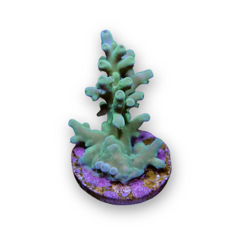 thumbnail image 2 of BiOrb 46123.0 Lava Rock With Fire Coral Ornament Aquariums | Elite 2 of 14