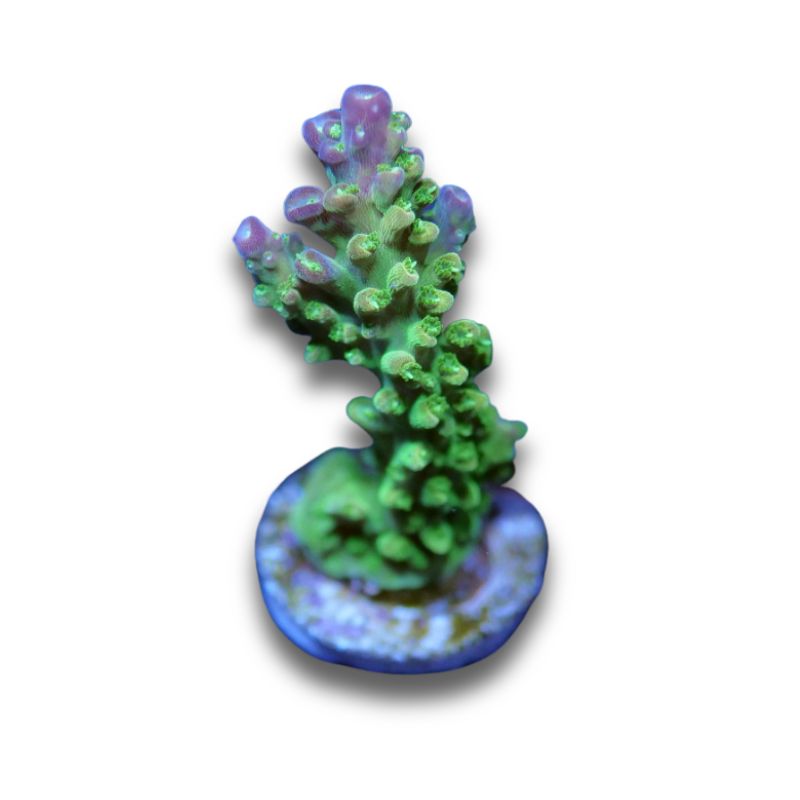 Acropora sp. 'Mango Garden'