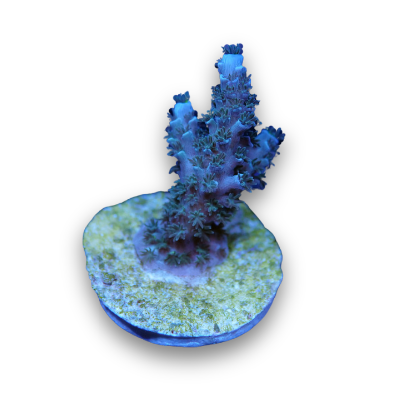 Acropora tenuis 'Blue'