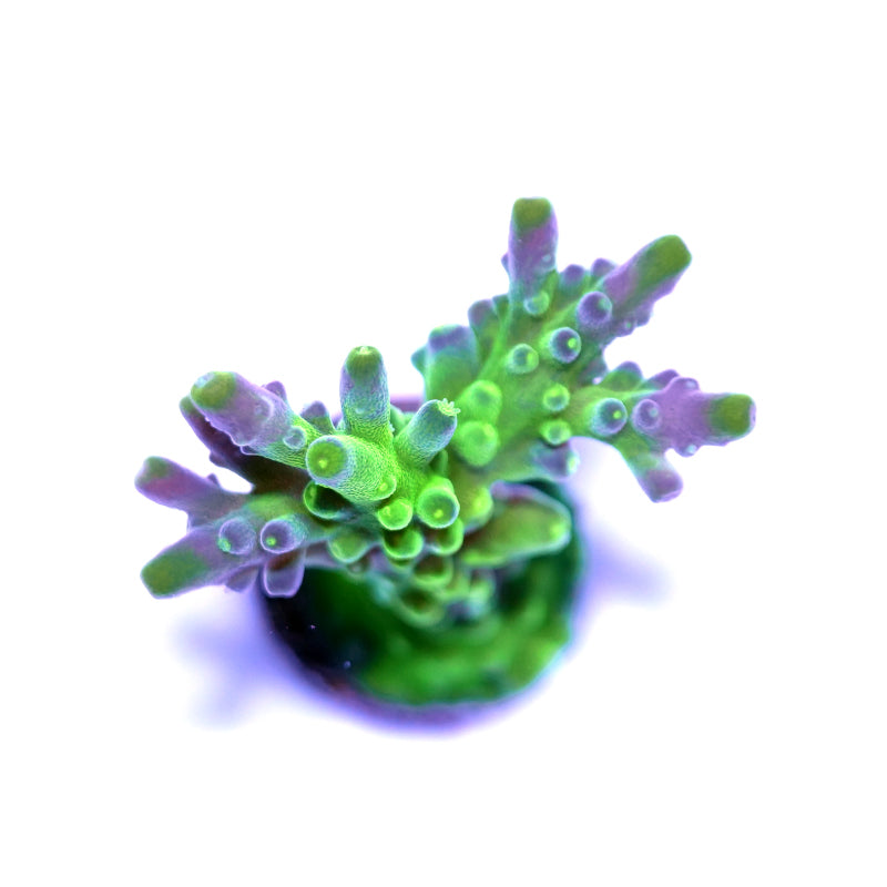 Acropora vaughani 'Bicolor'