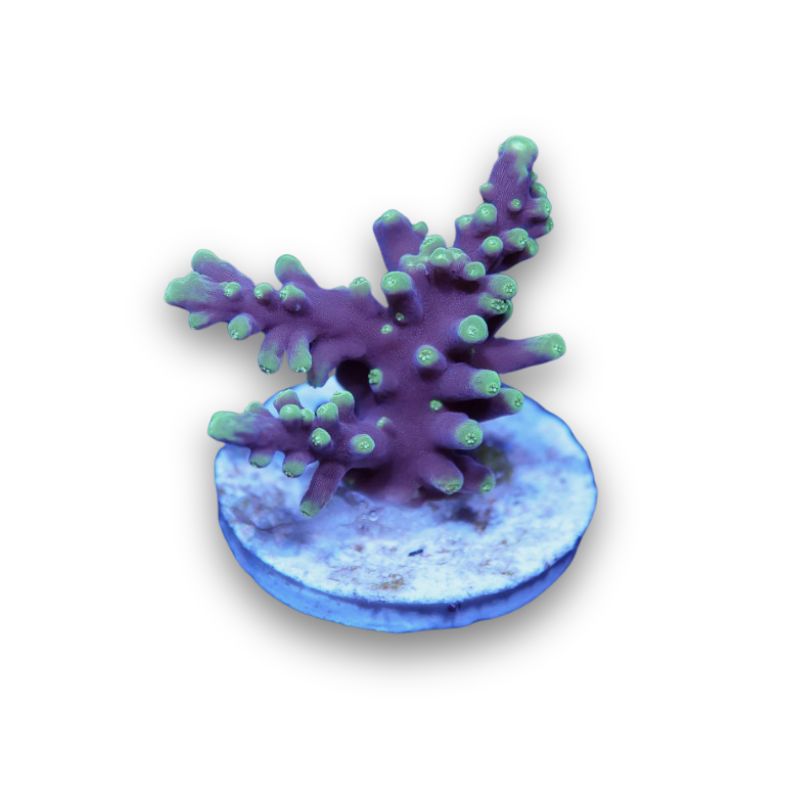 Acropora carduus 'Purple Dragon'