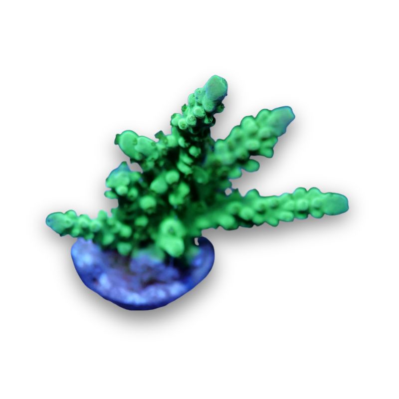 Acropora vaughani 'Neon'
