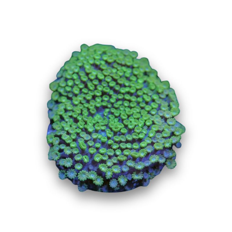 Alveopora minuta 'Bicolor'