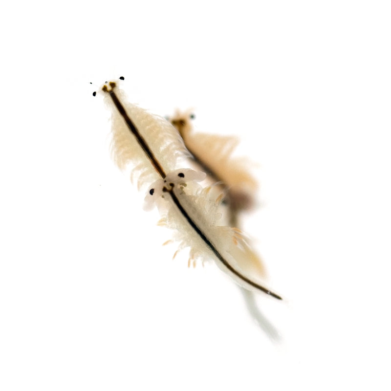 Artemia Fragen & Antworten Zu Salinenkrebsen, Fischfutter Züchten