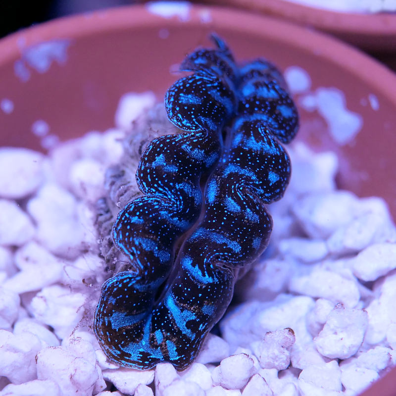 Tridacna crocea