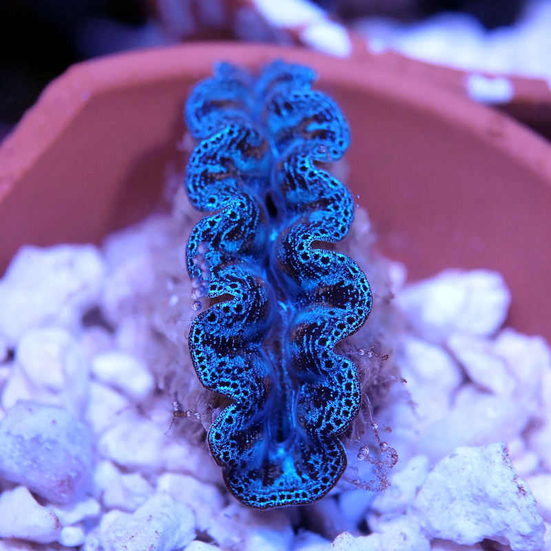 Tridacna crocea