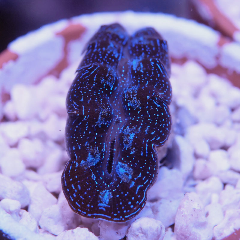 Tridacna crocea