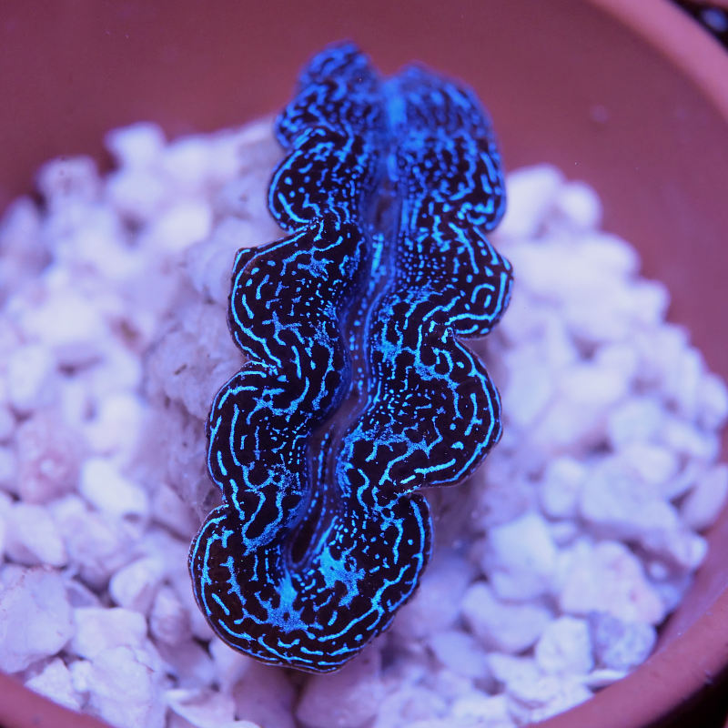 Tridacna crocea