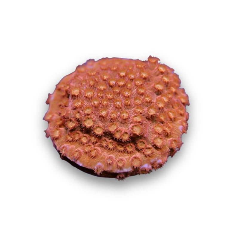 Cyphastrea sp. 'Tangerine'