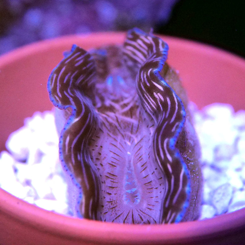 Tridacna derasa