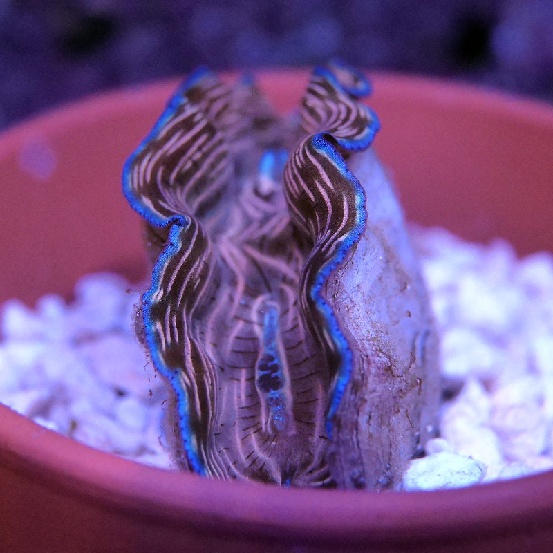 Tridacna derasa