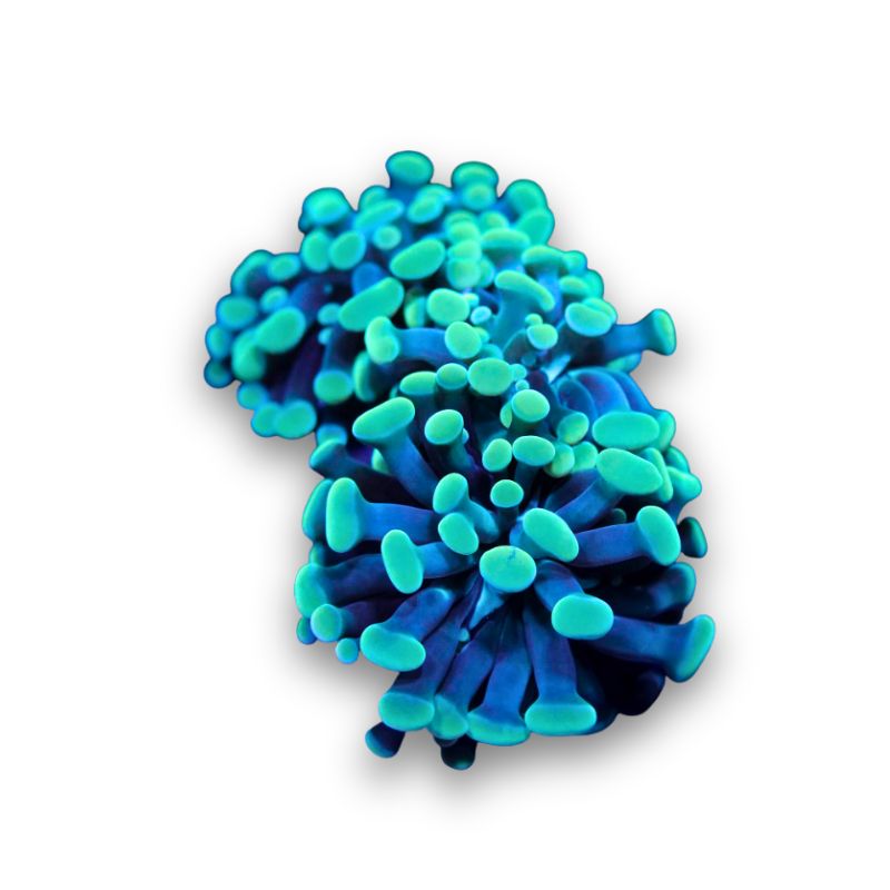 Euphyllia sp. 'Golden Hammer'