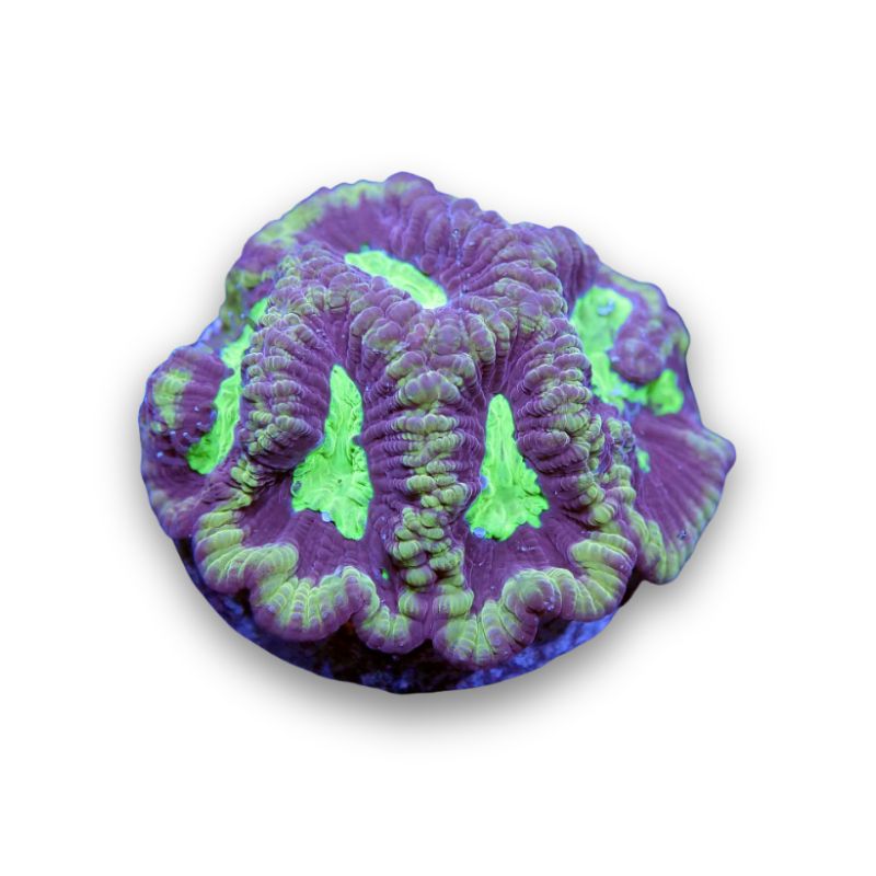 Favia sp. 'God of War'