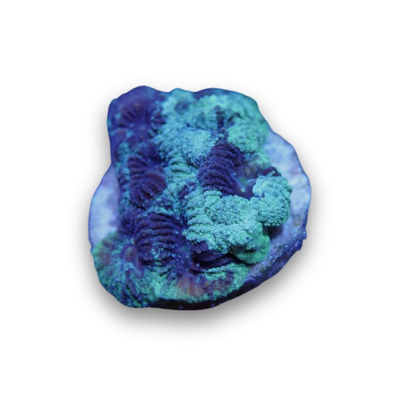 Favia sp. 'Green Inked'