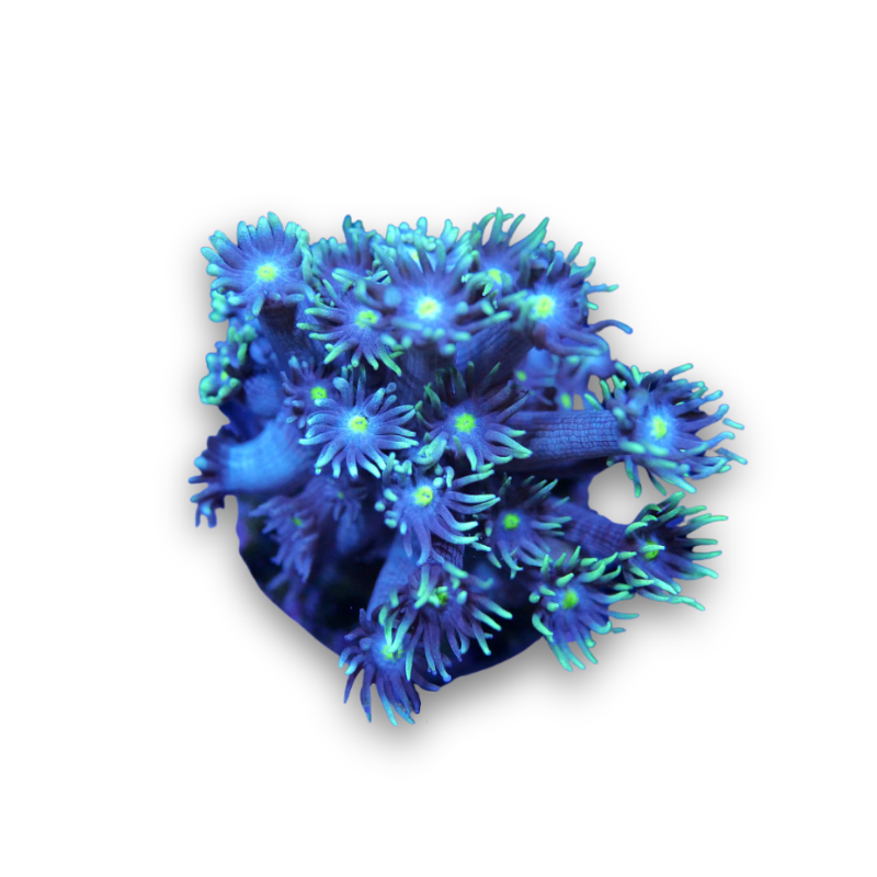 Goniopora 'Green Light'