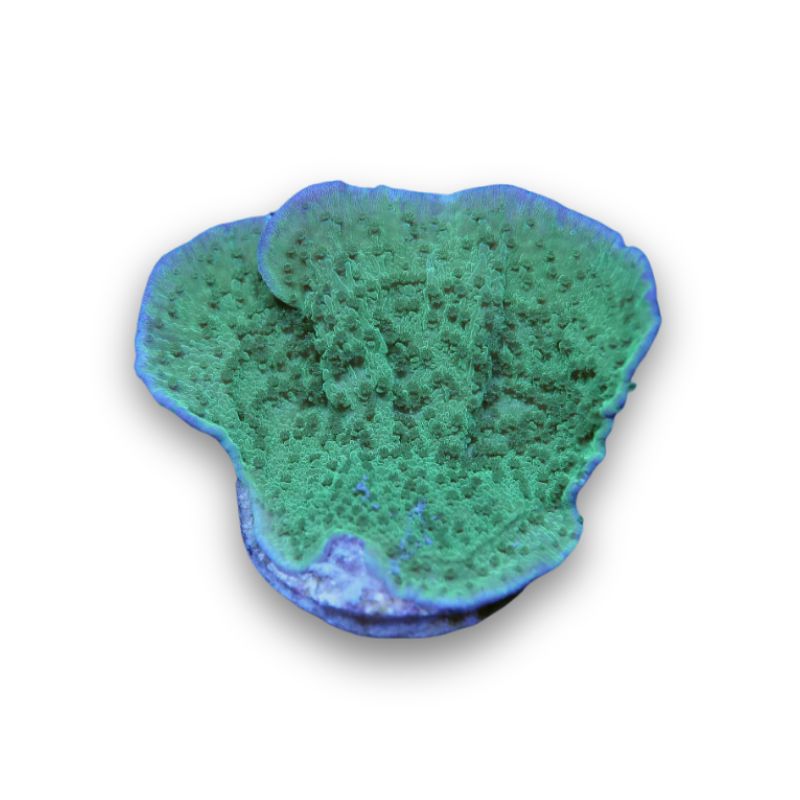Montipora sp. 'Purple Rim Cap'