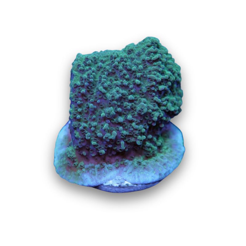 Montipora sp. 'Emerald Abyss'