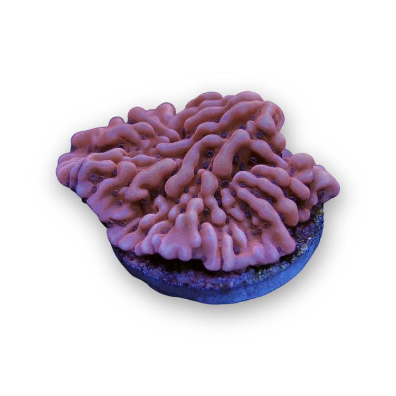 Montipora sp. 'Mean Streak'