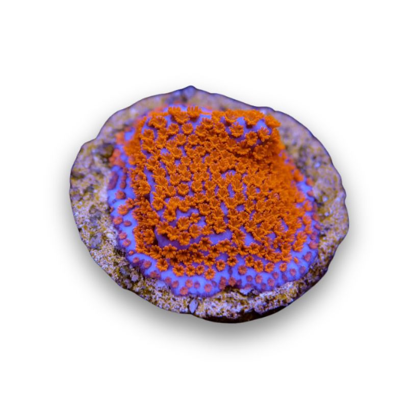 Buy Montipora Superman - Monti from breeding - plate-shaped