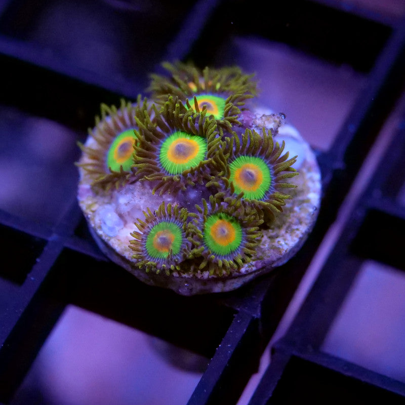 Korallenpaket 'Nano'