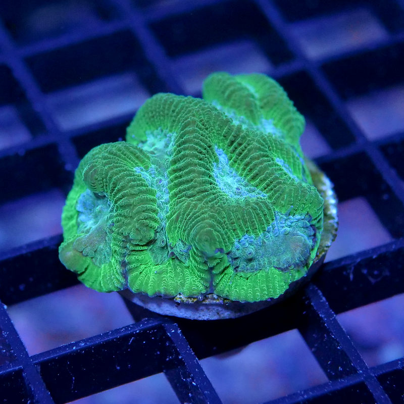 Platygyra sp. 'Green Brain'