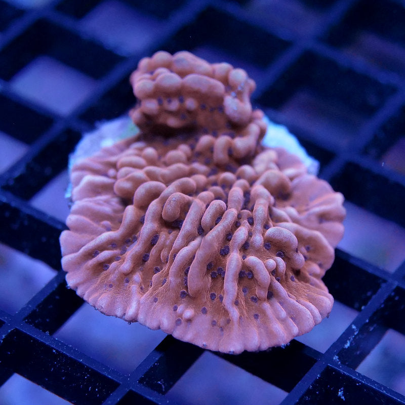 Montipora 'Mean Streak'
