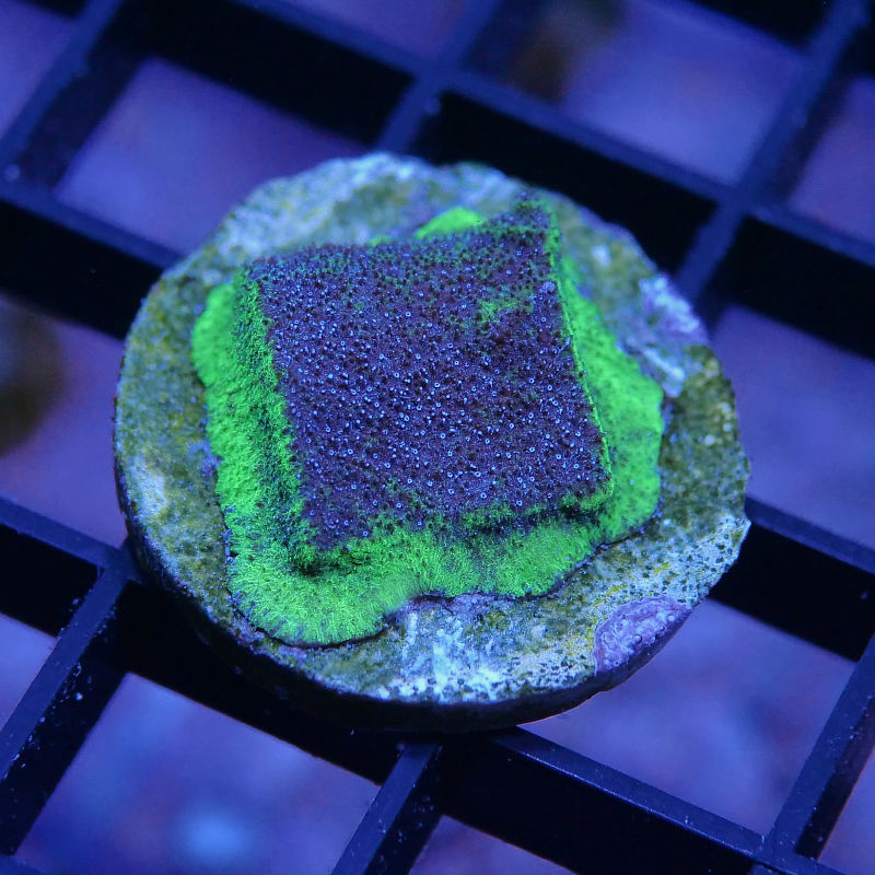 Psammocora sp. 'Monster Jam'