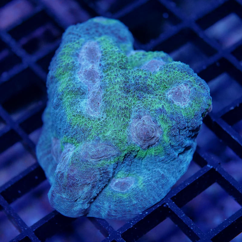 Pectinia 'Rainbow' XL