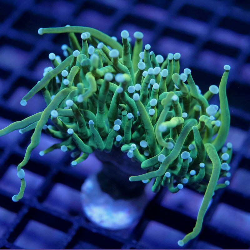 Euphyllia glabrescens 'Holy Grail Malaysia'