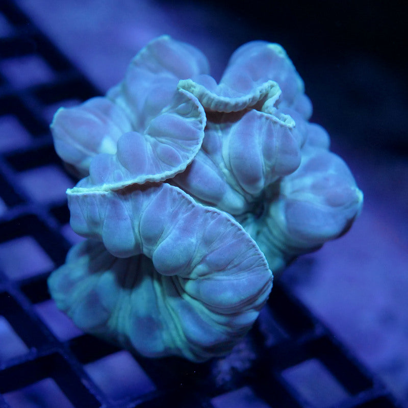 Nemenzophyllia turbida