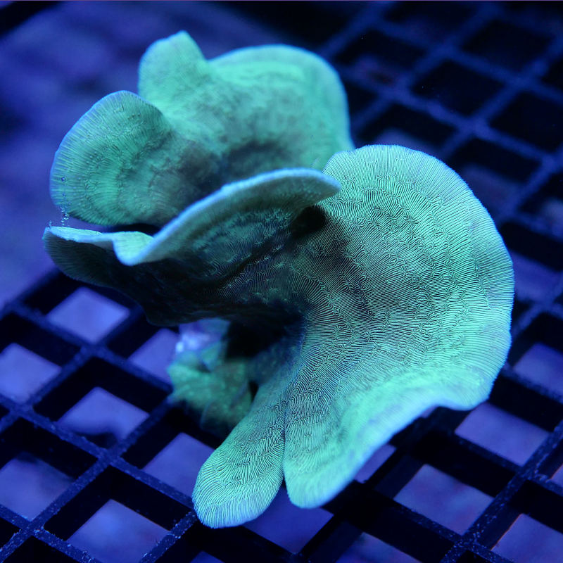 Pavona cactus 'Green' XL