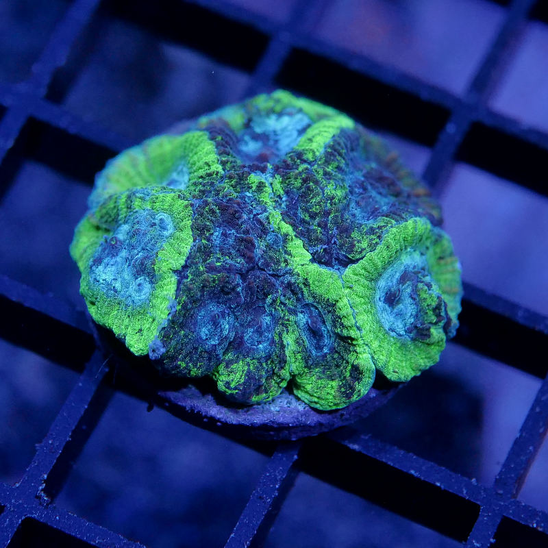 Favia sp. 'Toxic Spill'