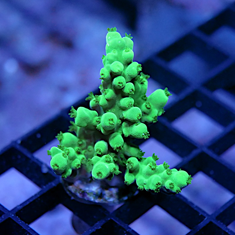 Acropora vaughani