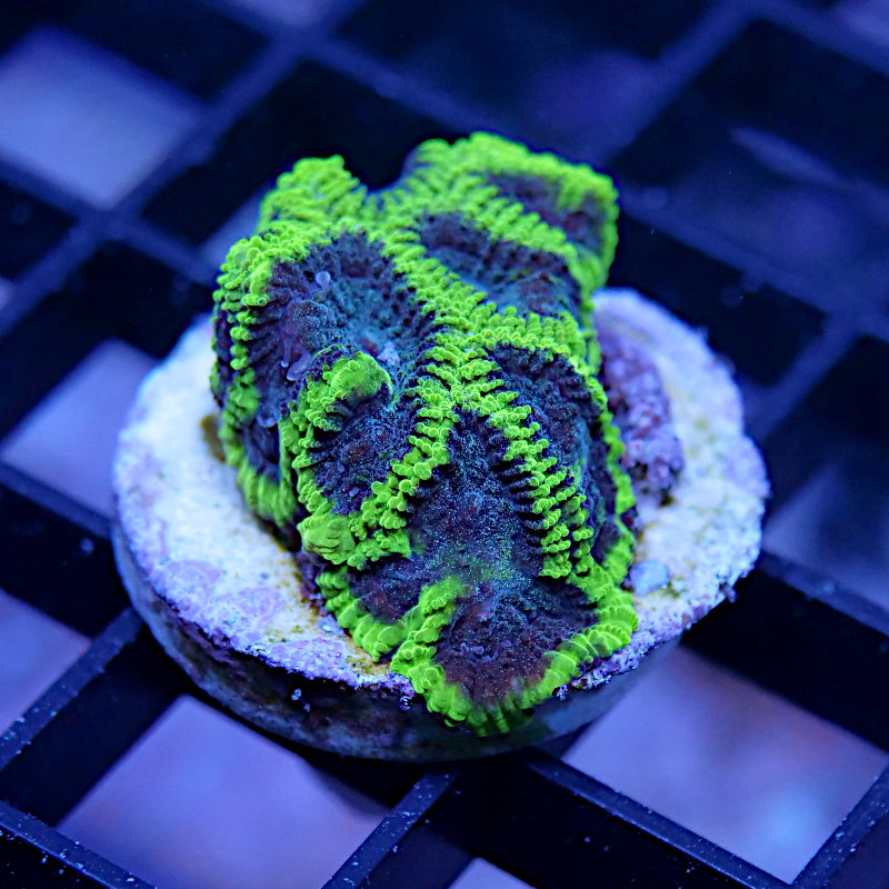 Favia sp. 'Mystic Grape'