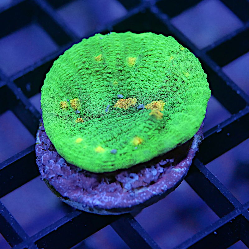 Chalice 'Space Invader'