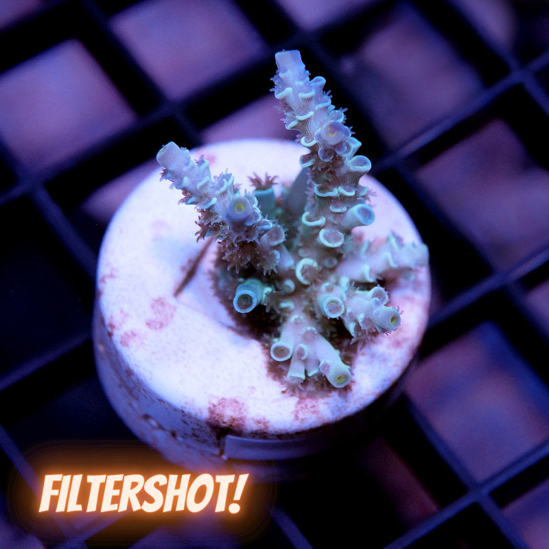 Acropora kenti - Chimera