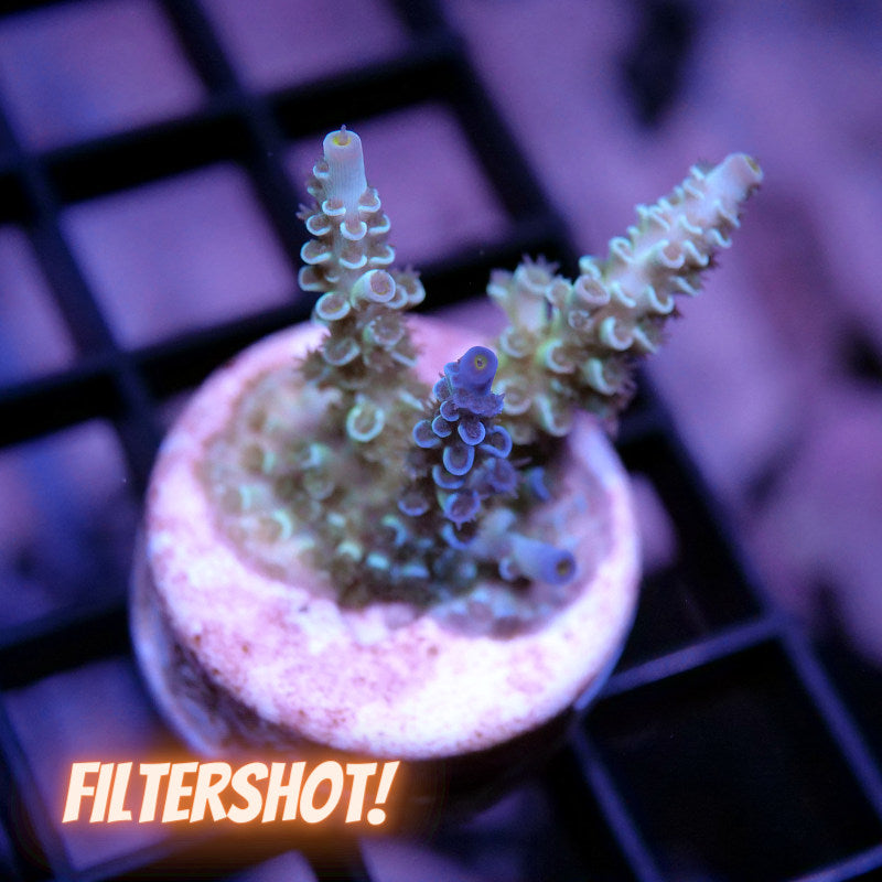 Acropora kenti - Chimera