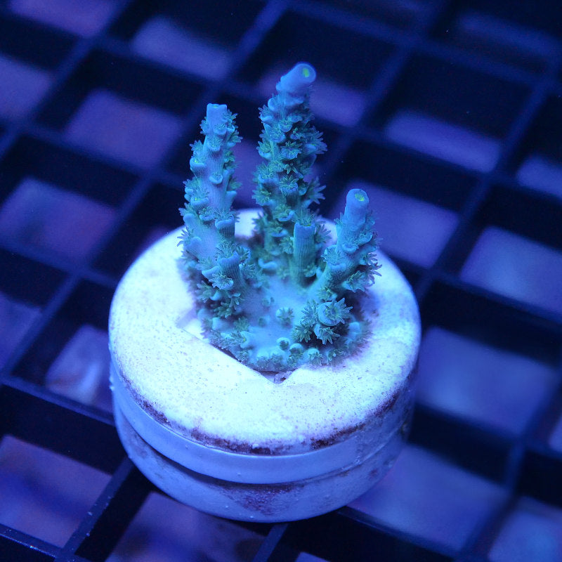 Acropora kenti - Grade 1