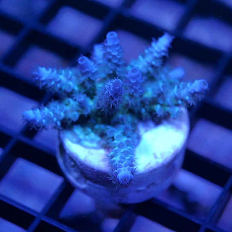 Acropora kenti - Grade 1