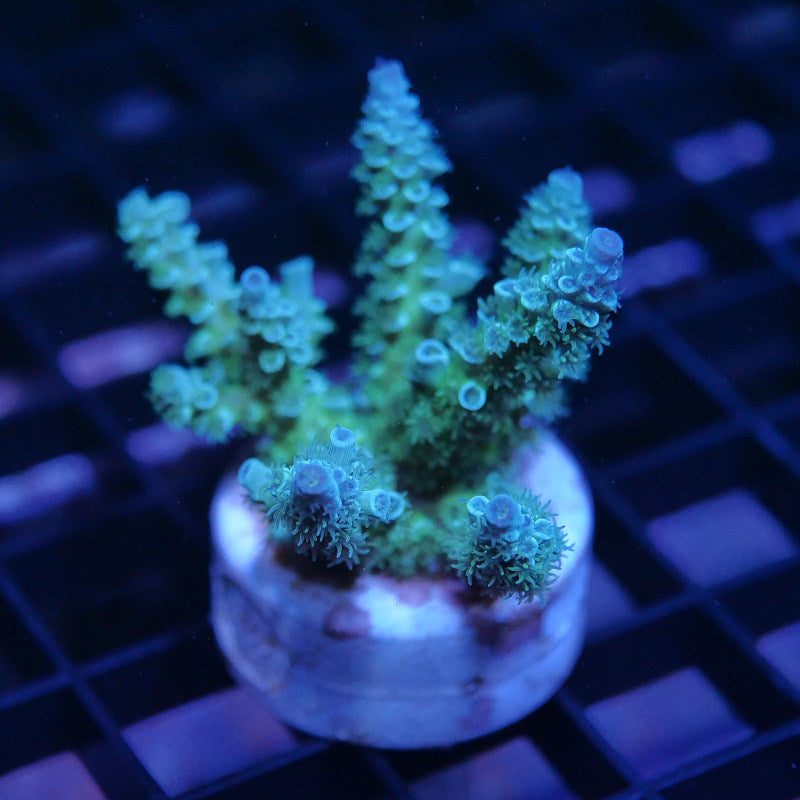 Acropora kenti - Grade 2
