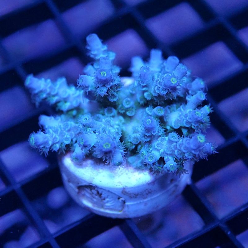 Acropora kenti - Grade 2