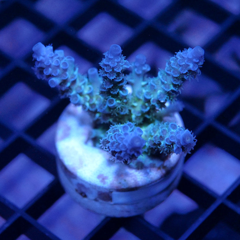Acropora kenti - Grade 2