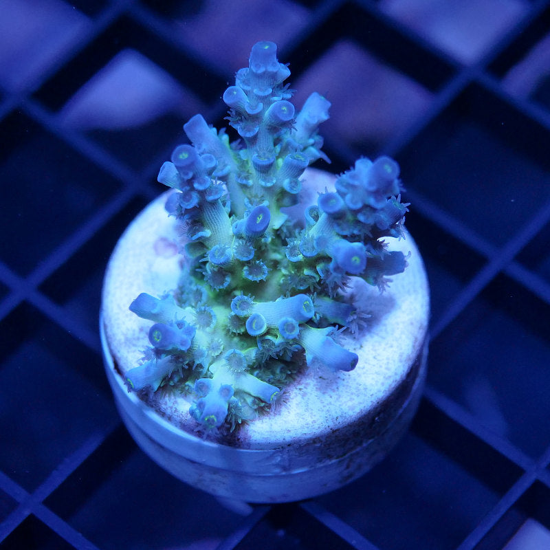 Acropora kenti - Grade 2