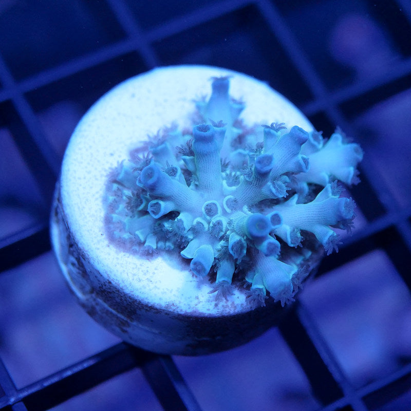 Acropora kenti - Grade 2