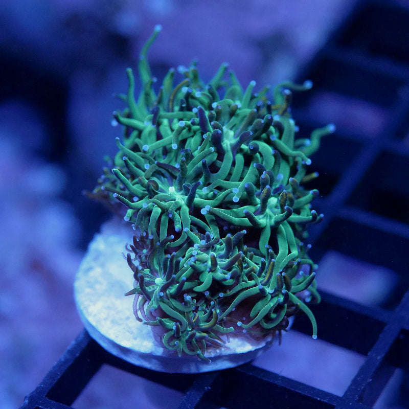 Galaxea sp. 'Bicolor'