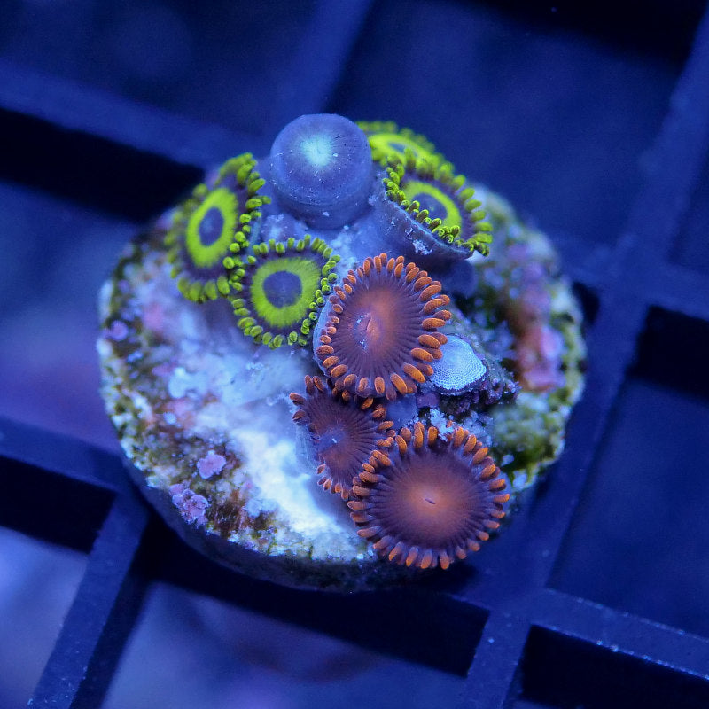 Zoanthus sp. Mix 'LA Lakers meets Bam Bam'