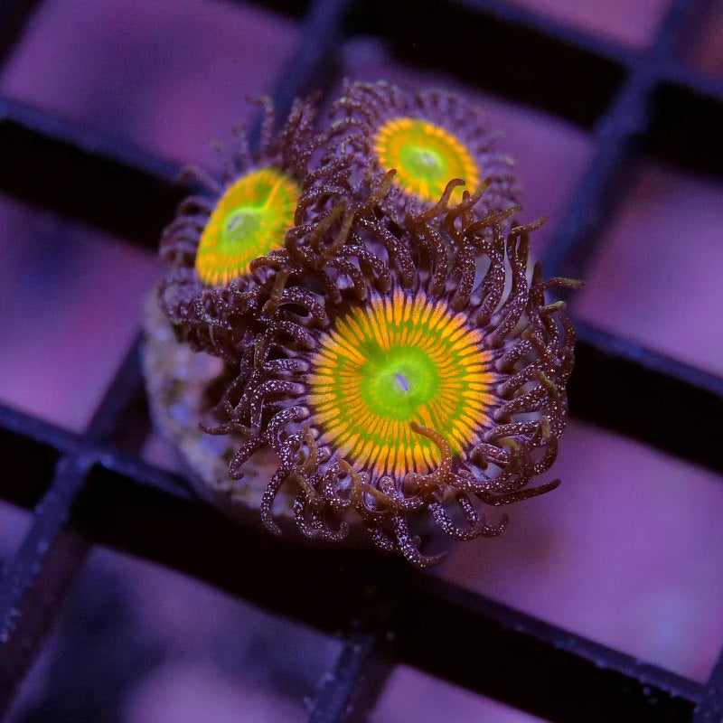 Korallenpaket 'Nano'