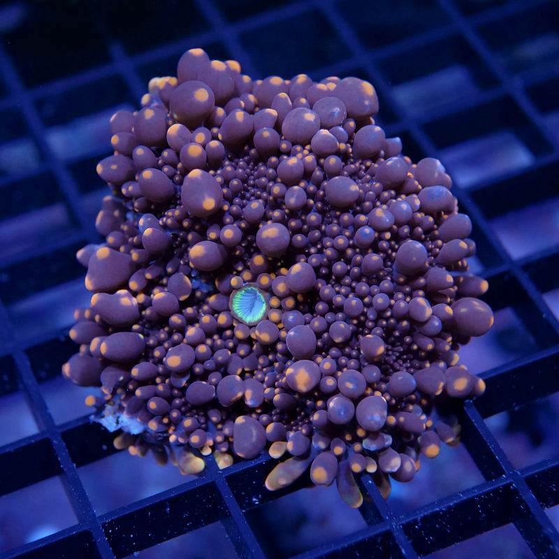 Ricordea yuma 'Neon Orange' XL