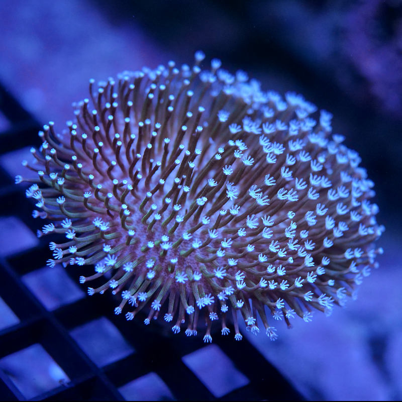 Sarcophyton 'White' XL